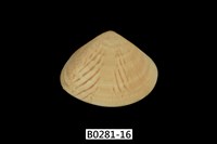 藏品(花蛤)的圖片